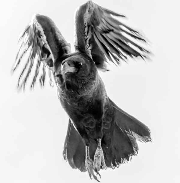 Raven caught in flight
