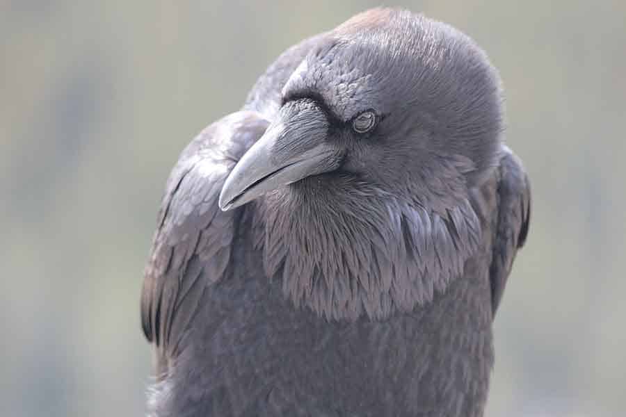 Black Racen Looking For Food