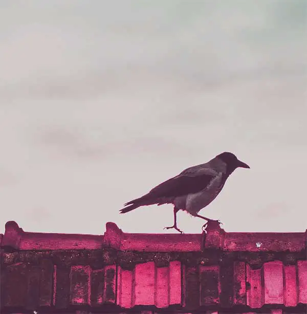 Crow sitting on a roof top in a city