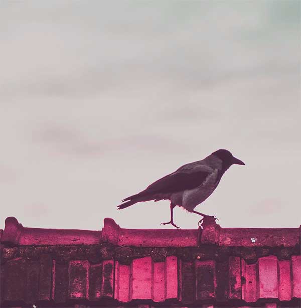 Crow sitting on a roof top in a city