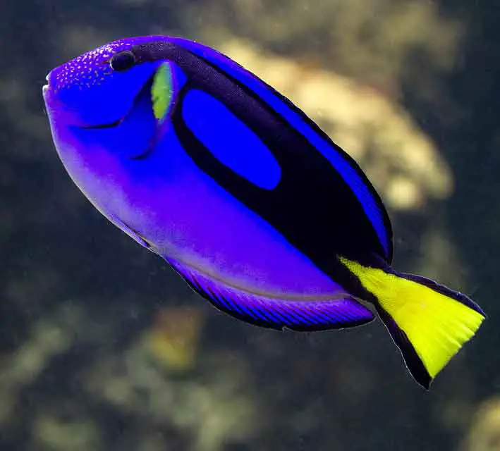 Blue fish besides coral