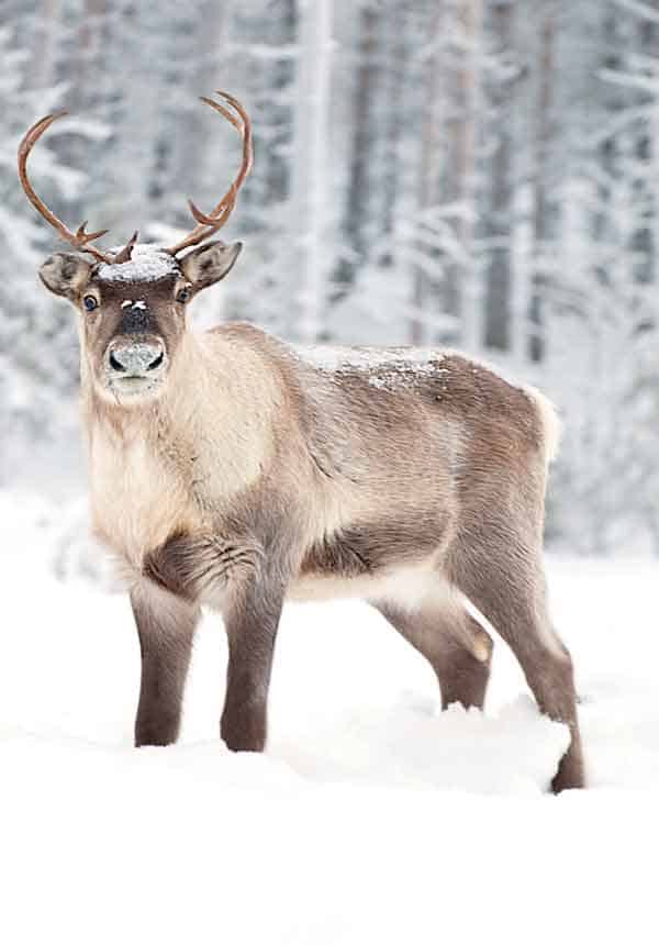 Reindeer with huge antlers in the Arctic landscape of Northern Sweden