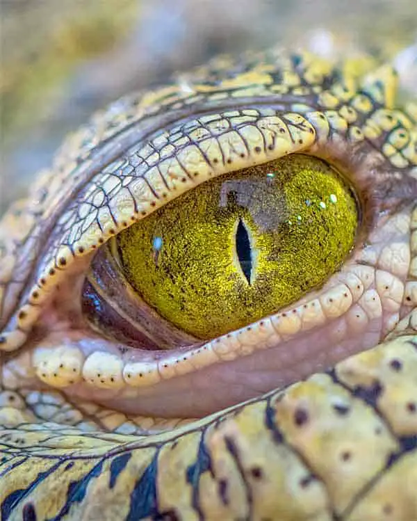 Reptile eye from the rainforest yellow and deep