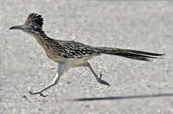 Roadrunner bird
