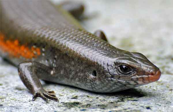 salamander sitting on rock in the desert of California