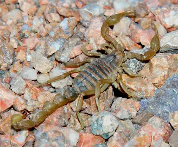 Camouflaged Scorpion hiding in the desert between pebbles