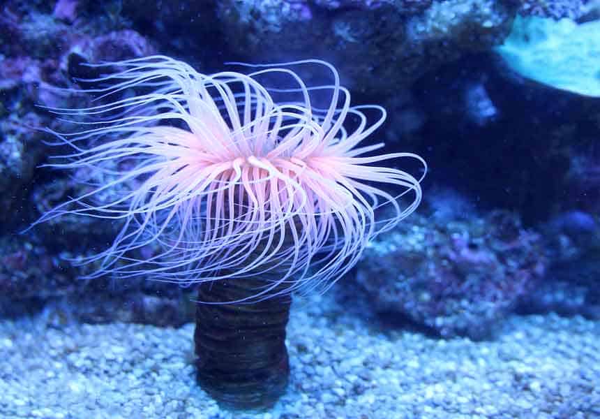 Sea Anemones Has No Blood