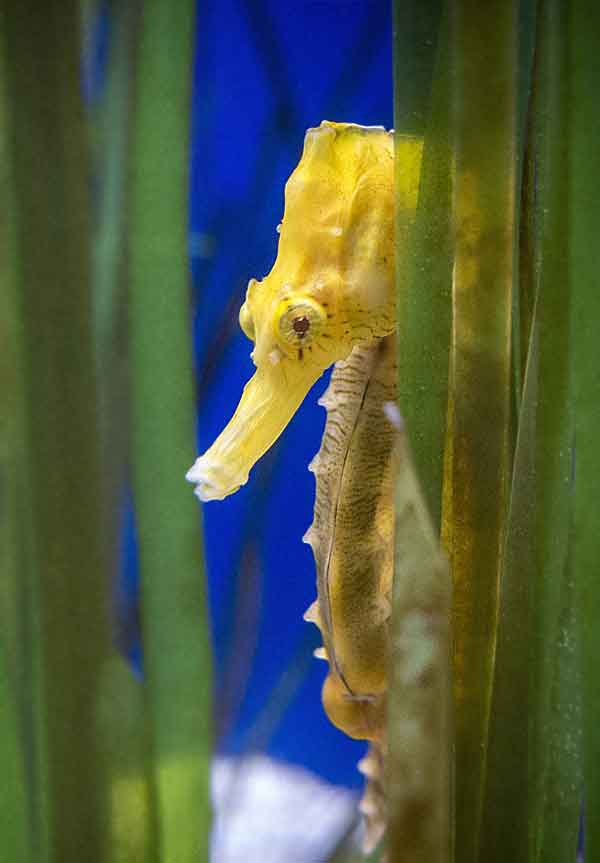 Seahorse hiding in seaweed