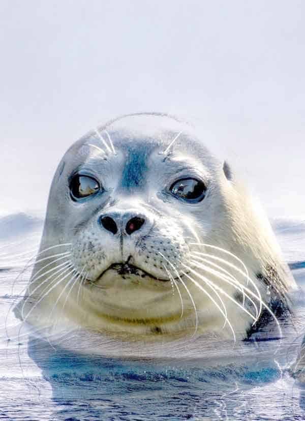 Seal poppin up above the surface to look