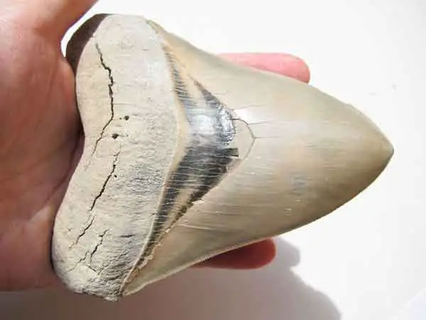 Enormous shark tooth 