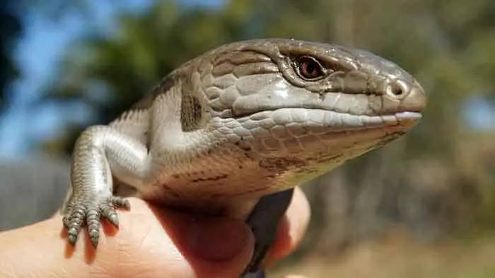 Skink - the animal with green blood
