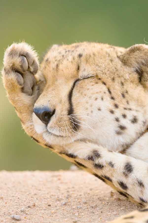 Cat sleeping on the ground