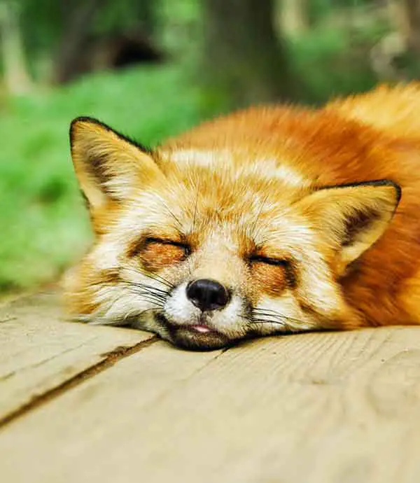 Fox sleeping on the ground