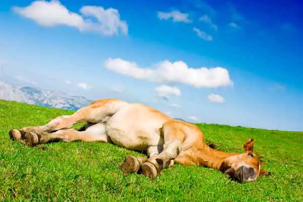 Horse laying down napping and sleeping during the day