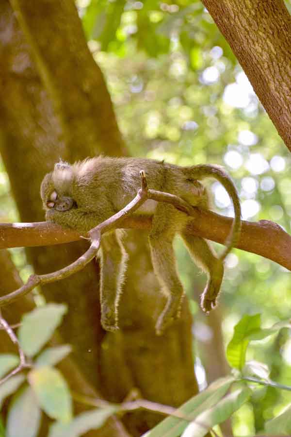 Monkey in deep sleep up in a tree