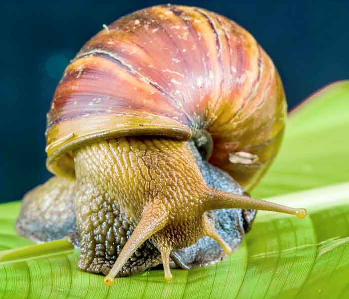 Snails are quiet and will not make sounds