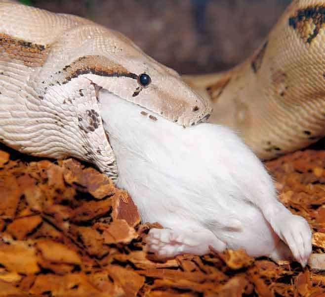 Snake swallowing a mouse raw