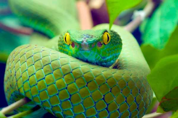 Green snake with yellow eyes hiding between leaves and branches being hard to find