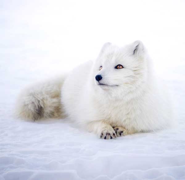 Arctic Snow Fox with white fur (winter coat) to keep it warm in the cold snowy weather