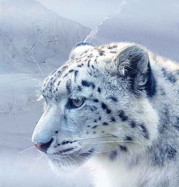 Healthy Snow Leopard looking at the snow in nature