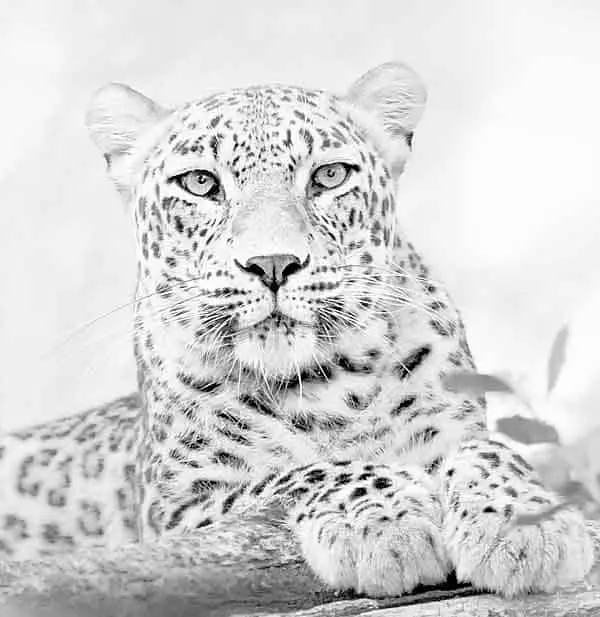 Snow leopard hiding in white snow