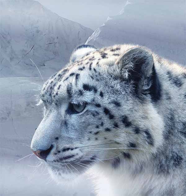 Snow Leopard with whiskers and cold stare at prey