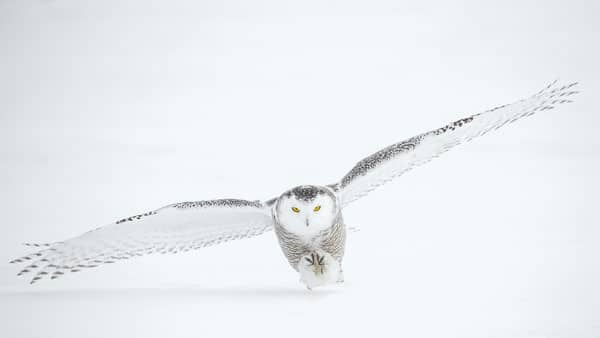 Snow Owl taking off and being hard to see on white snowy background