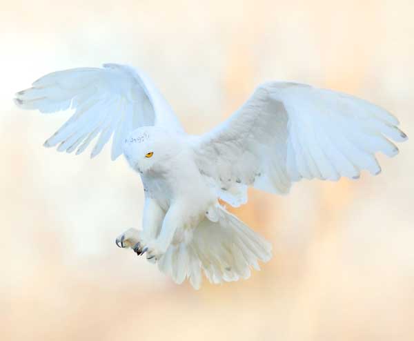 Snowy owl flying high over northern Sweden