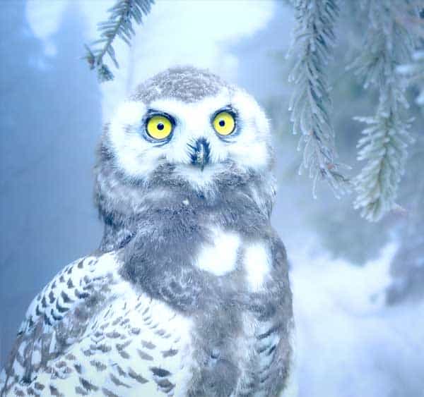 Snow Owl on white background camouflaging itself