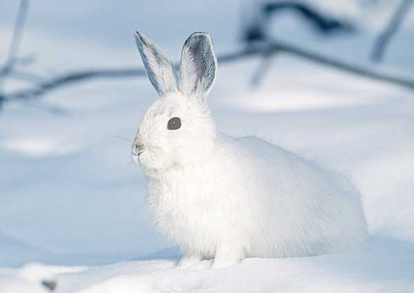 White Rabbit being invisible in showy landscape