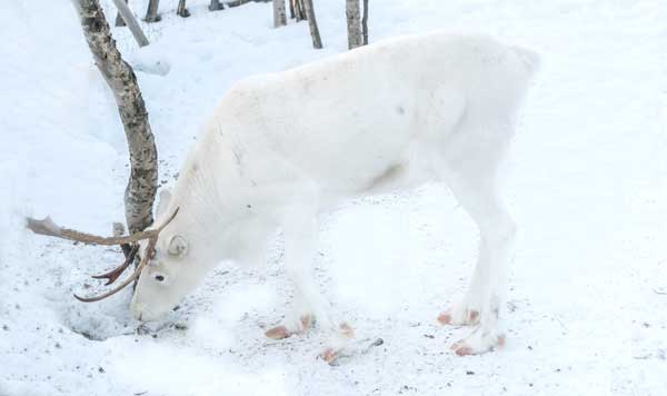 Pretty Reindeer on white background