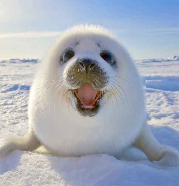 Baby Seal being cute on the ice (hard to find)