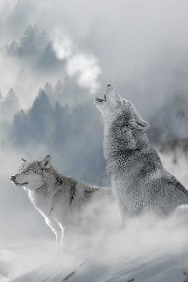 Wolves hauling at the sky