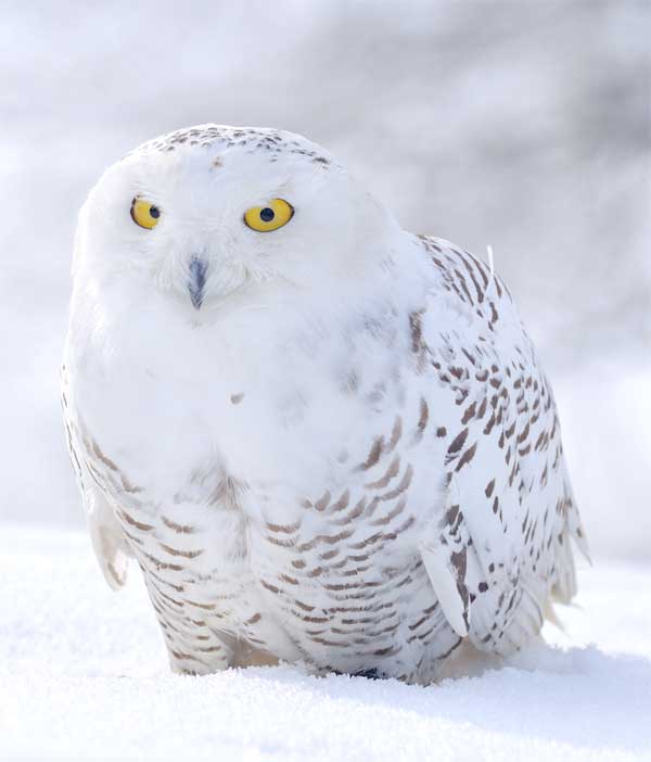 Snowy owl with amazing yellow eyes sitting on the snow in the Arctic area