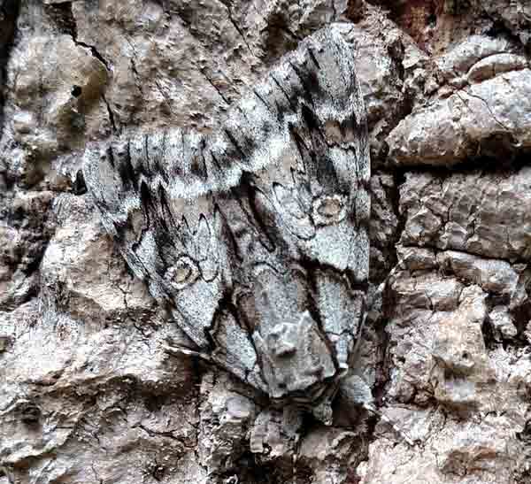 The Sphinx moth hiding on a tree with matching colors