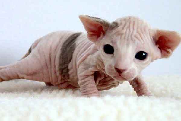 2 weeks old sphynx cat