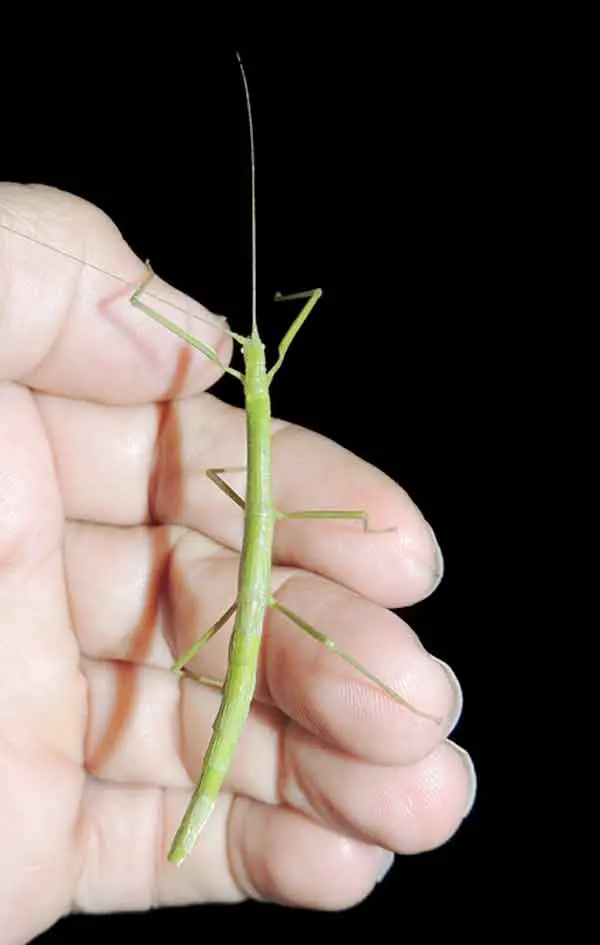 Stick insect looking completely like a branch