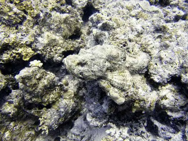 Stonefish camouflaging itself on the bottom of the ocean