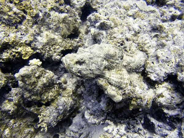 Stonefish camouflaging itself on the bottom of the ocean