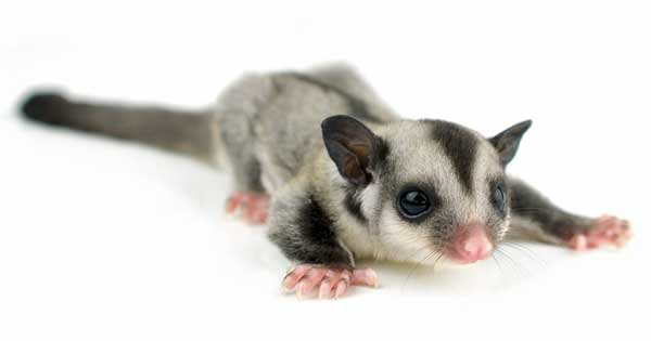 Sugar Glider pet siedzi śliczny i gotowy do lotu