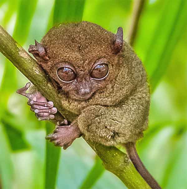 tarsier met enorme ogen