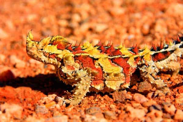 Thorny Devil camouflaging itself by hiding between red rocks in the desert