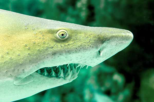 Tiger Sharks are top predators with no enemies