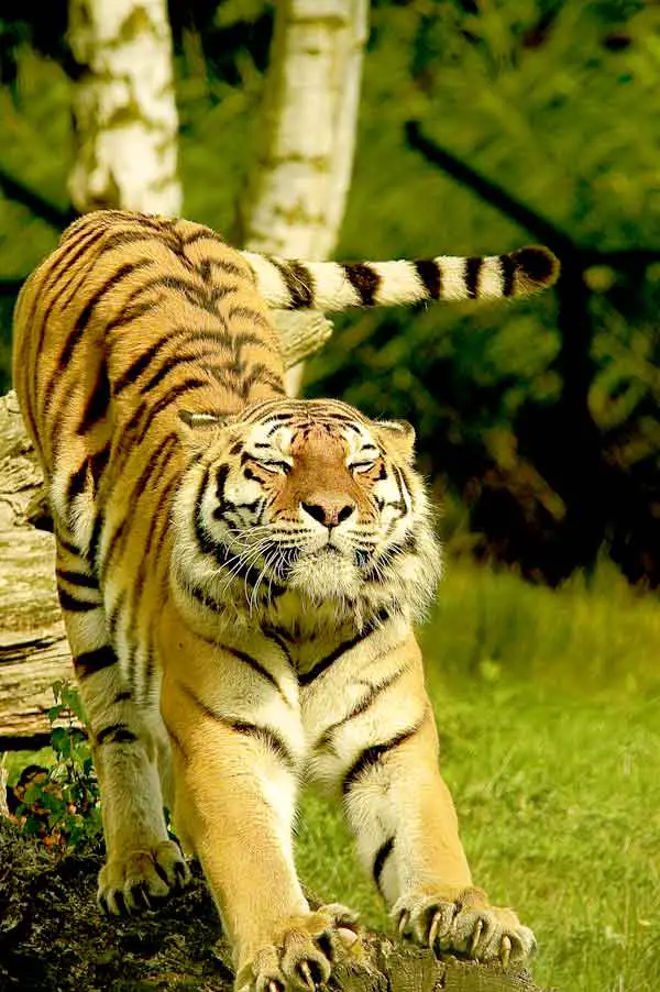 Tiger with beautiful tail