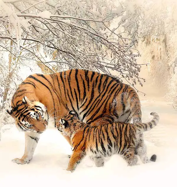 Tiger with little cub