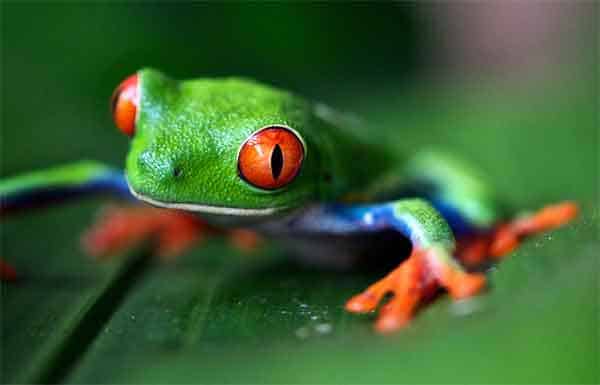 grenouille arboricole aux yeux rouges