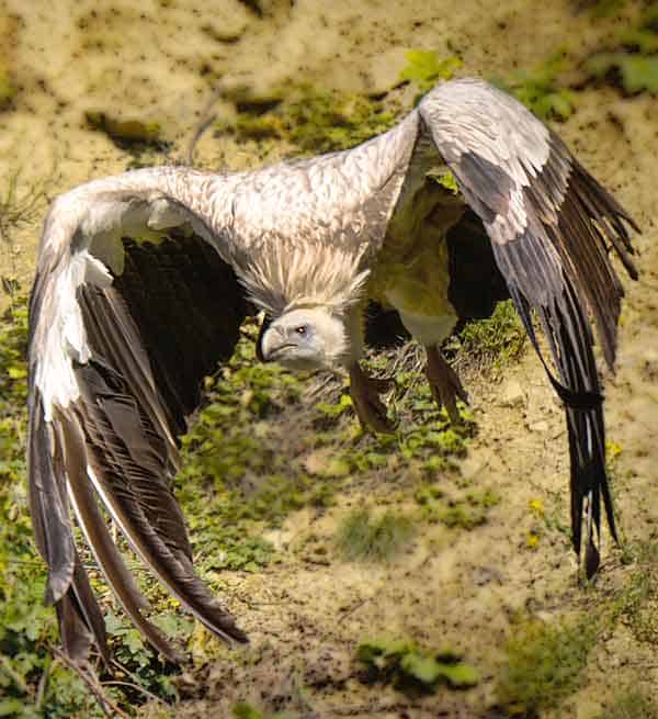 Vultures circling over prey