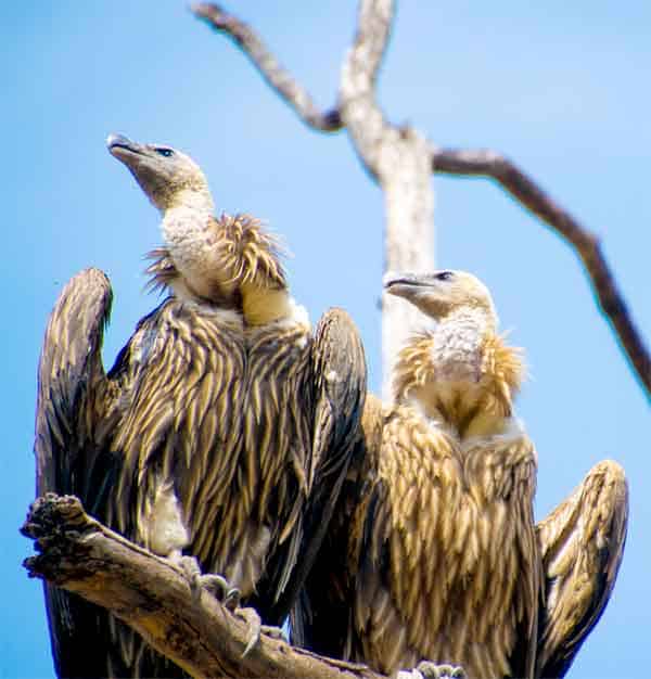 Vultures ready to eat raw meat