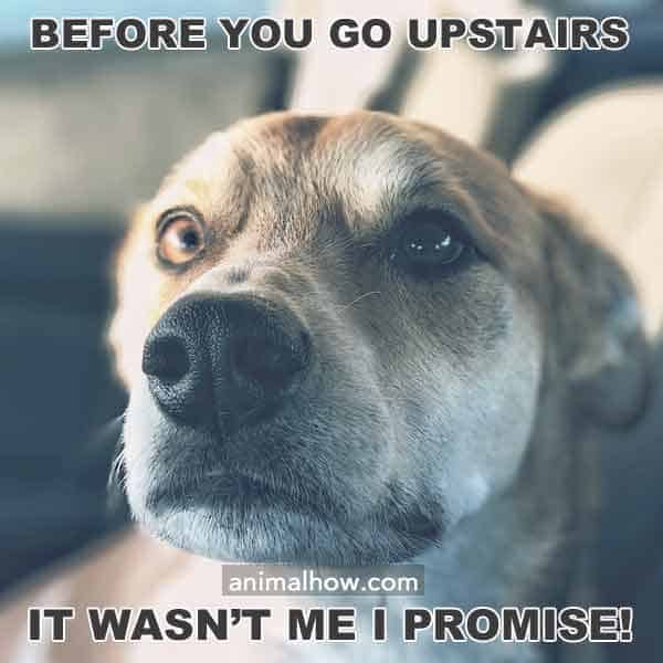 Before you go upstairs, it wasn't me!