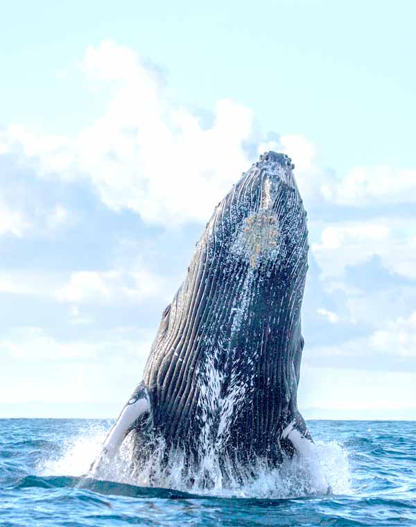 Whales can remember long routes for when they migrate